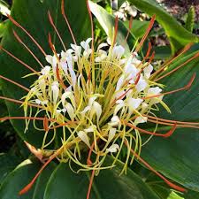 Egyptian Flower