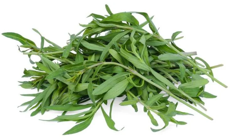 Chamomile