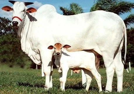 Dry Salted Cow Hide