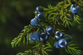 Goji Berry