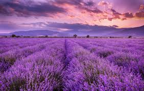 Lavender Essential Fragrance Oil 500gm