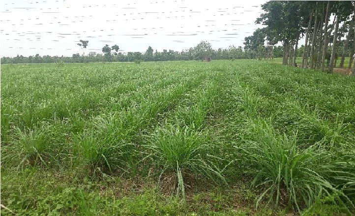 Vzen Bio Diesel Oil (Vzen Ind I)