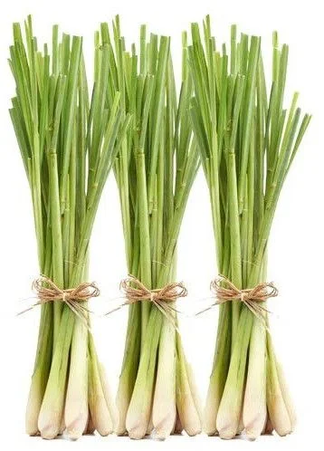 Herbal Green Gulal Lemongrass