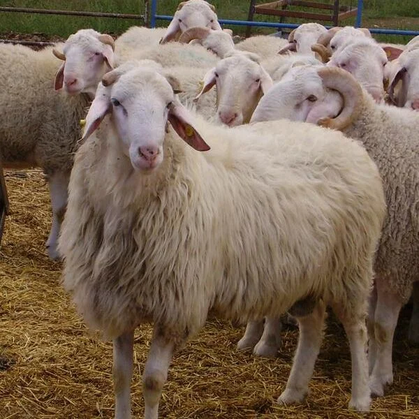 Boer Goat