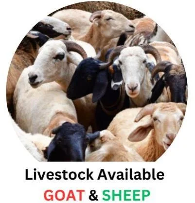 Cow livestock