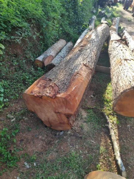 Mahogany Wood
