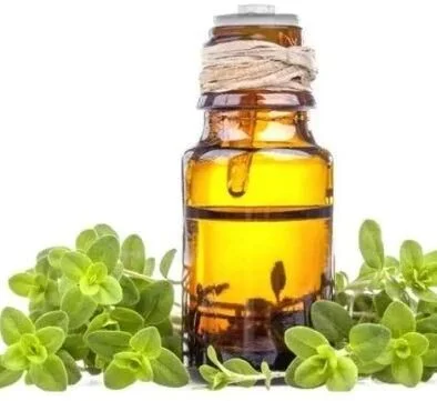 Egyptian Marjoram spice