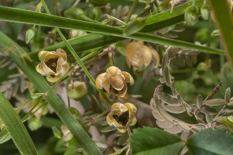 Ashwagandha Root