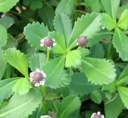 Beleric Myrobalan, Bibhitaki, baheda