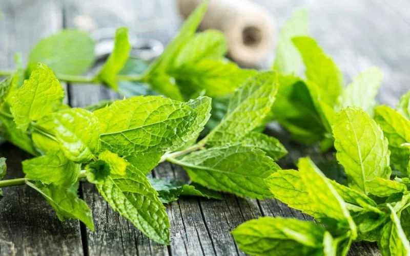 100% Pure Mentha Piperita Oil