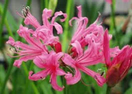 STAR ANISE Flower Autumn - STAR ANISE Seasonal