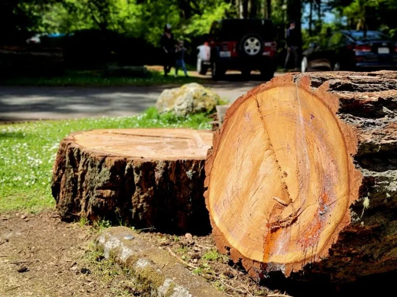 Red Oak