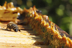 5%-20% Flavonoids Propolis Extract Purity