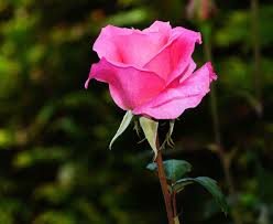 La Grande Rose
