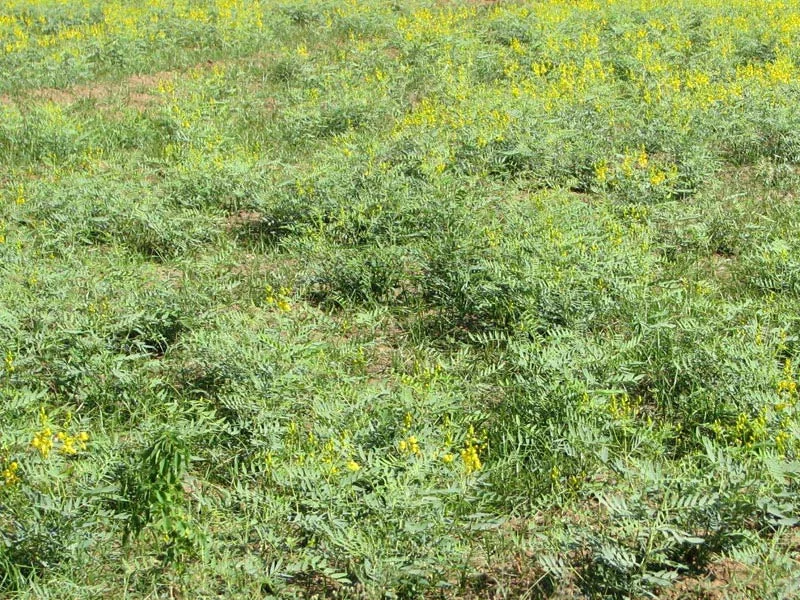 Cassia Angustifolia (Senna leaves)