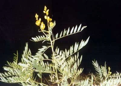Senna Pods