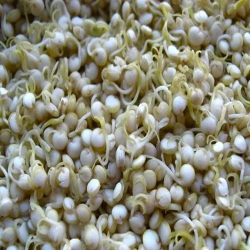 Sorghum