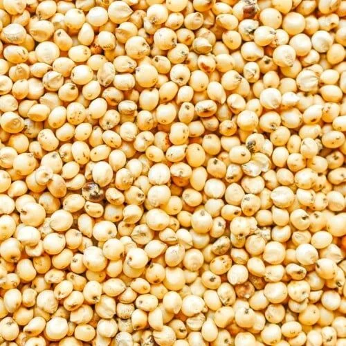 White And Red Sorghum