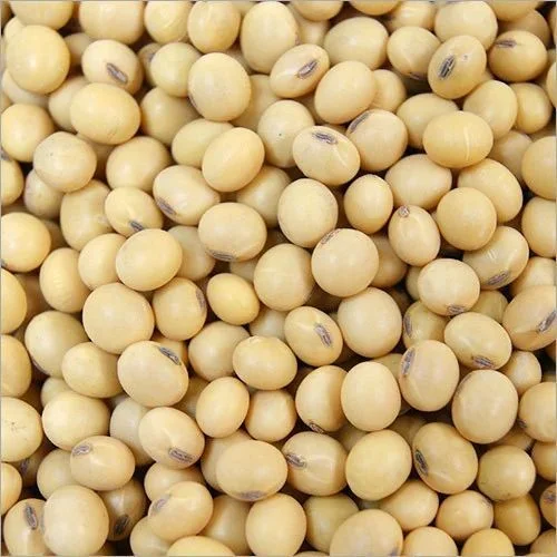 Non-gemo Melon Seeds
