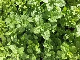 High quality Lalpari AB6 Clove