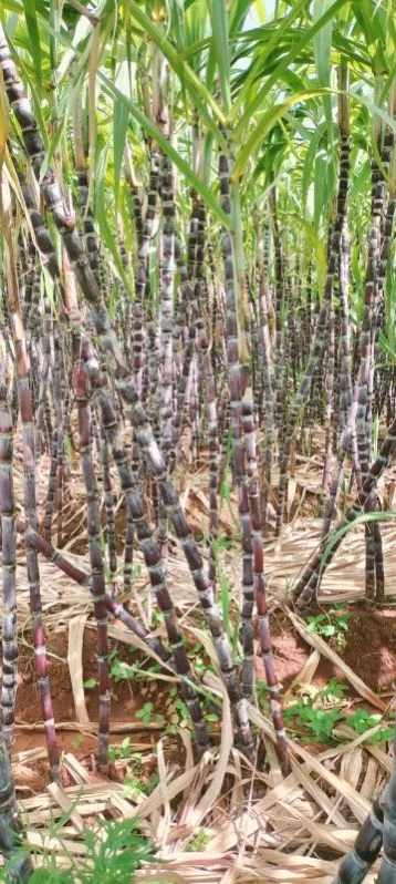 Frozen sugarcane in 15 Kg box