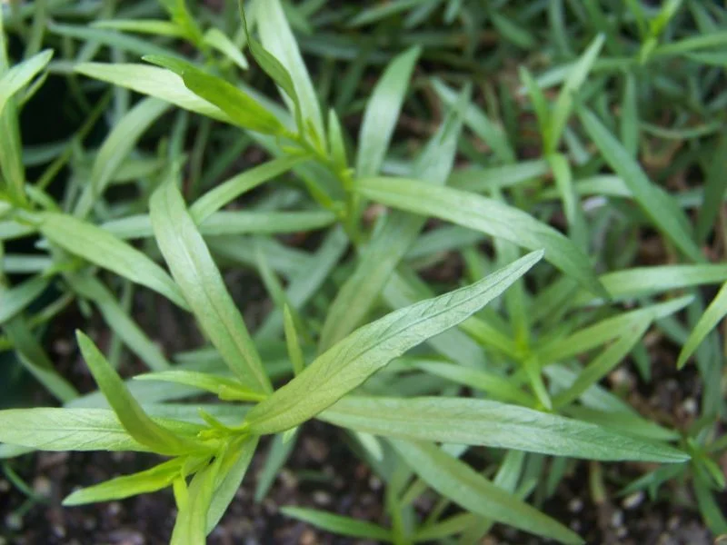 Fresh Tarragon