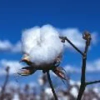 Indian Raw Cotton V 797
