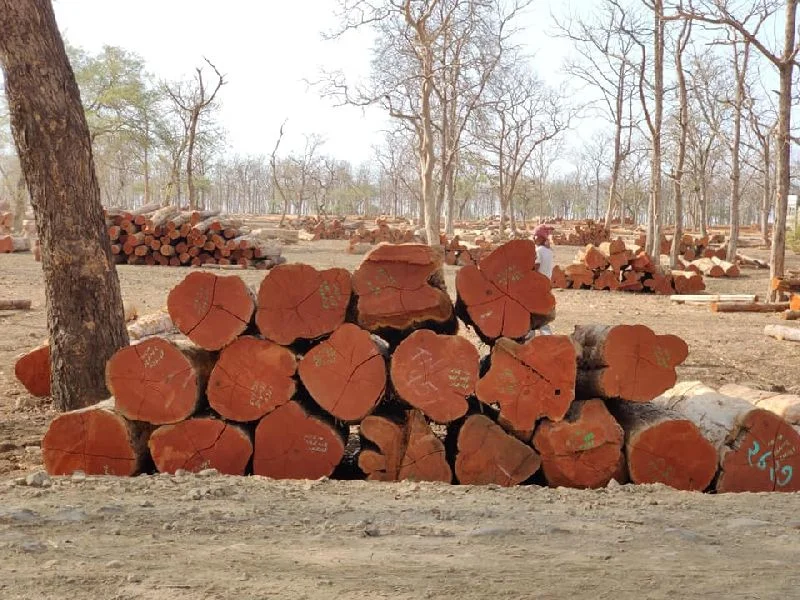 Hardwood timber