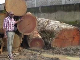 Rattan Pole Material