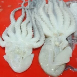 Top Quality Squids Atlantic Ocean