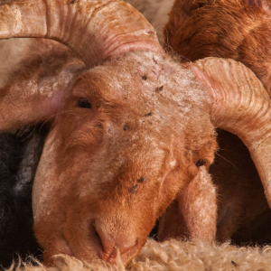Fat Tail Awassi Sheep for sale