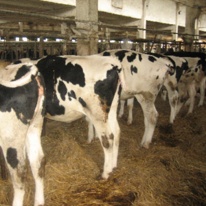 Milking Holstein Cows