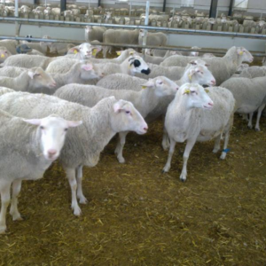 Merino, Assaf, Dorper, Romanov Sheep and Lambs