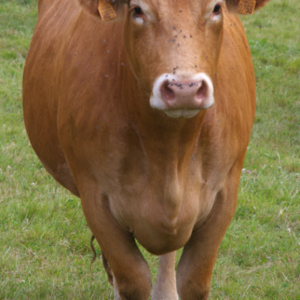 Live Limousin Slaughter Bulls