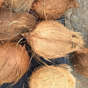 COCONUTS