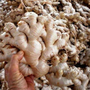 FRESH GINGER