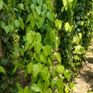 Betel Leaves