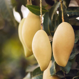 Nam Dok Mai Si Thong (Golden) Mango