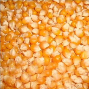 Yellow Corn Maize