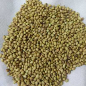 Organic Coriander Whole Seeds