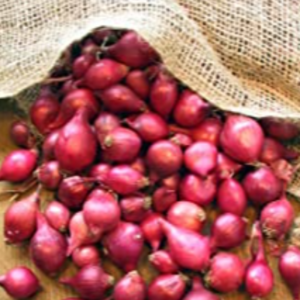 Homegrown Onions