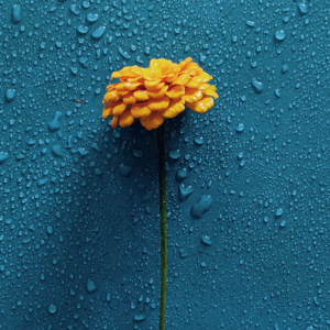 Fresh Blossoming Flowers