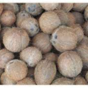 FRESH DEHUSKED COCONUT