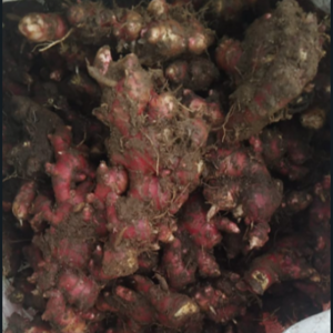 fresh red ginger