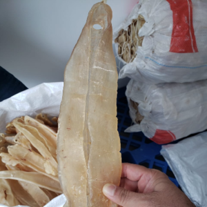 Yellow Croaker Fish Maw