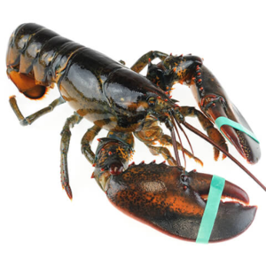 Maine Lobster