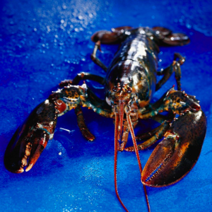 Canadian Lobster