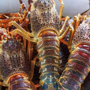 Rock lobsters