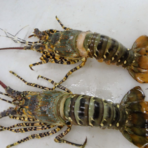 Tiger Lobsters
