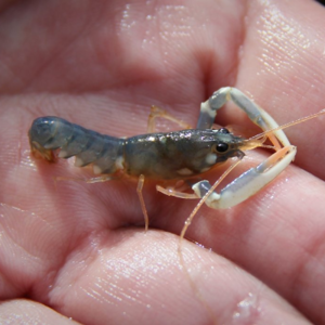 Juvenile Lobsters